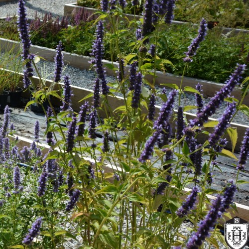 Agastache 'Black Adder' - Hiidiisop 'Black Adder' P9/0,55L